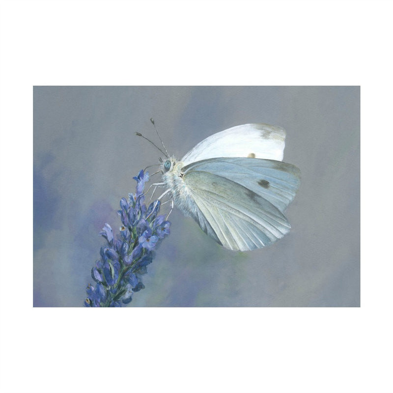 David Pooley Art Cabbage White A3 Print